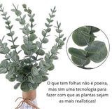 PLANTAS PARA DECORAÇÃO